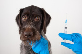Vakcinace psů proti vzteklině 1